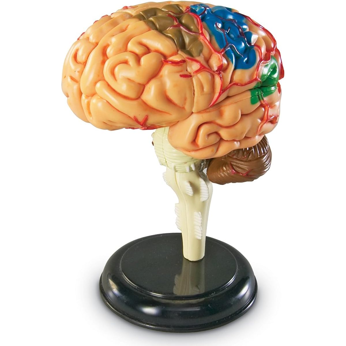 Learning Resources Anatomy 9.6 cm Model Brain