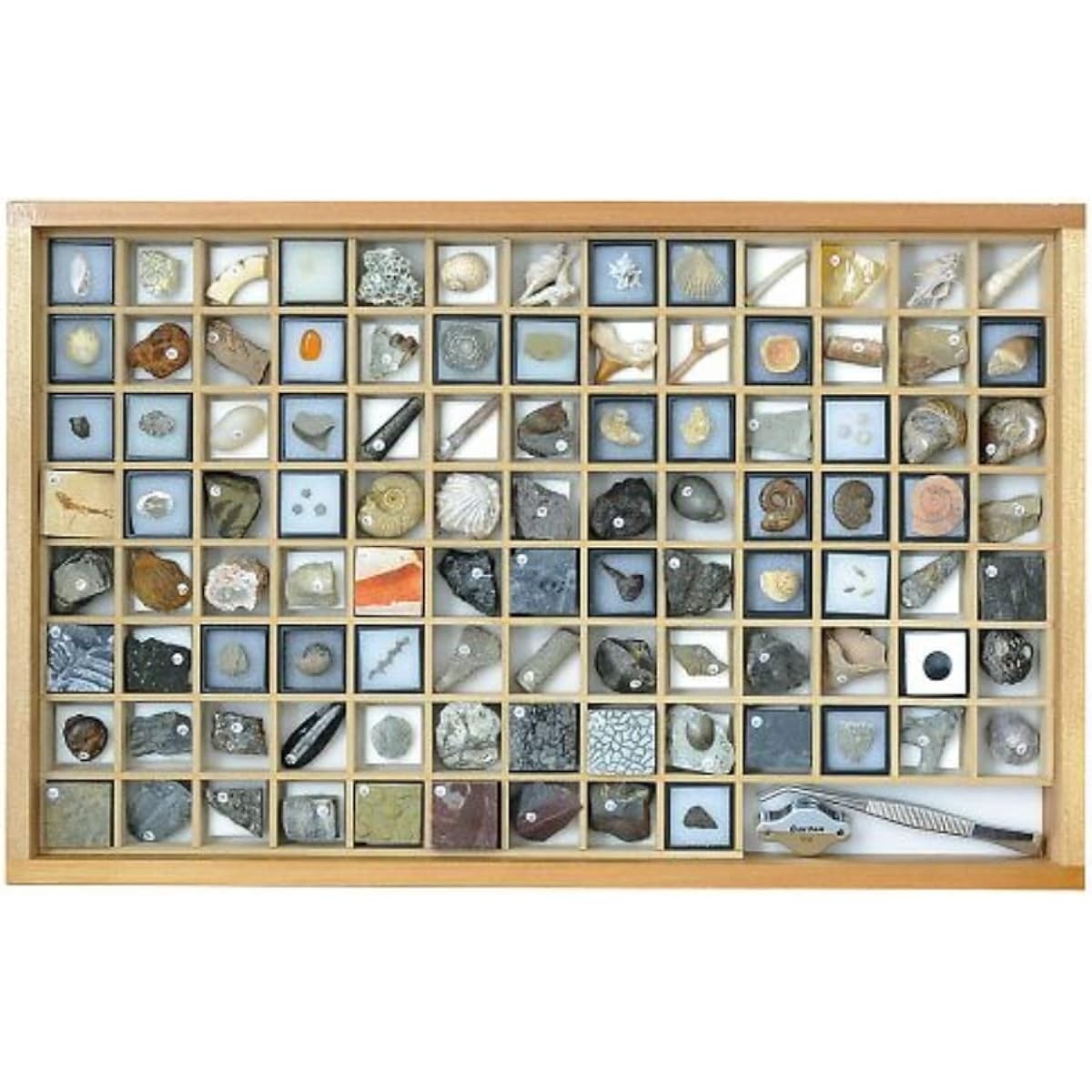 Fossil specimens (100 species of fossil specimens) /3-654-06