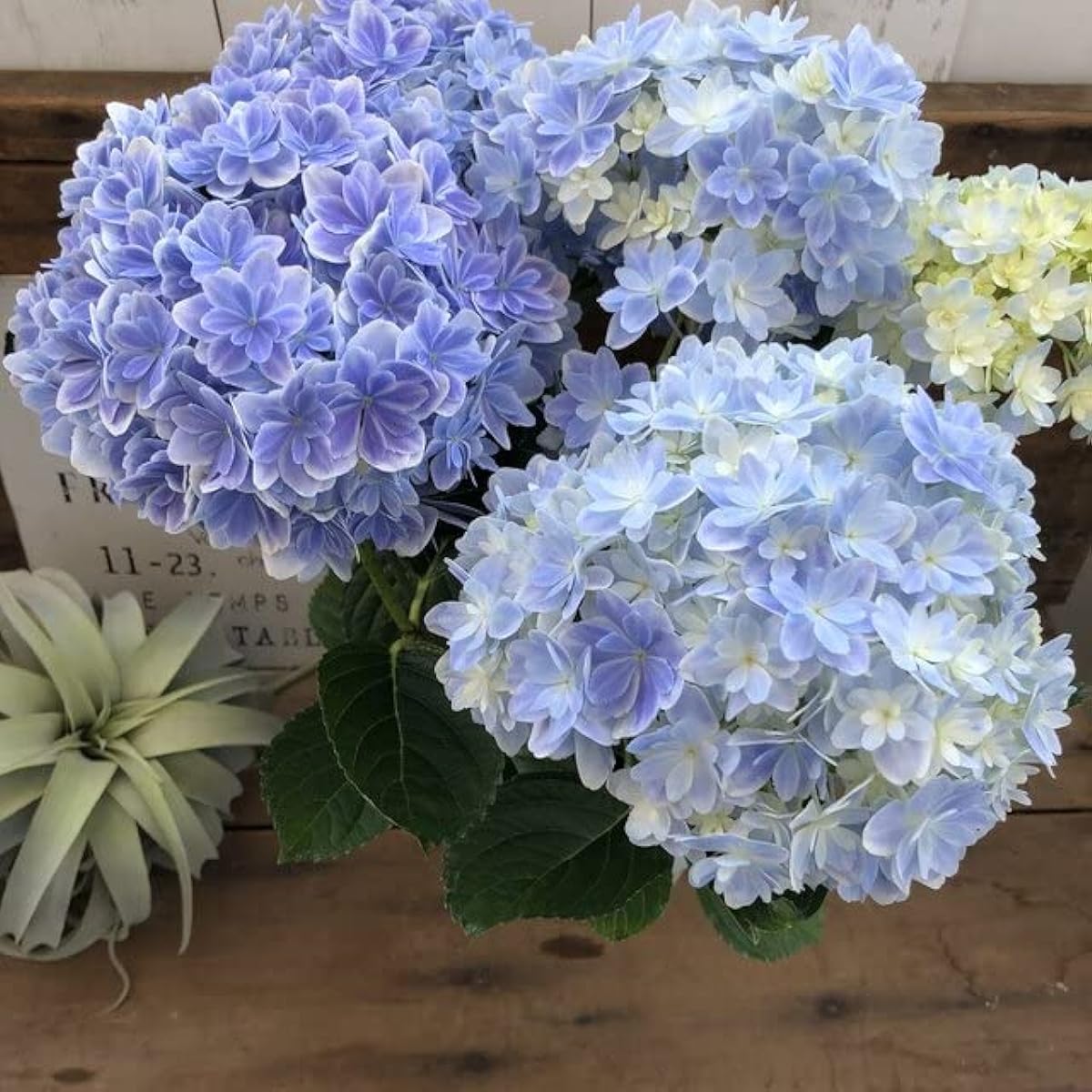 Kaleidoscope Large seedling Beautiful hydrangea Double flower Blue