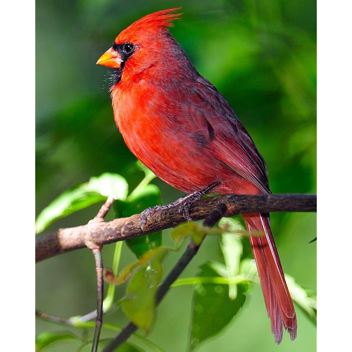 Men Northern Cardinal 504 Piece Jigsaw Puzzle 16" x 20"