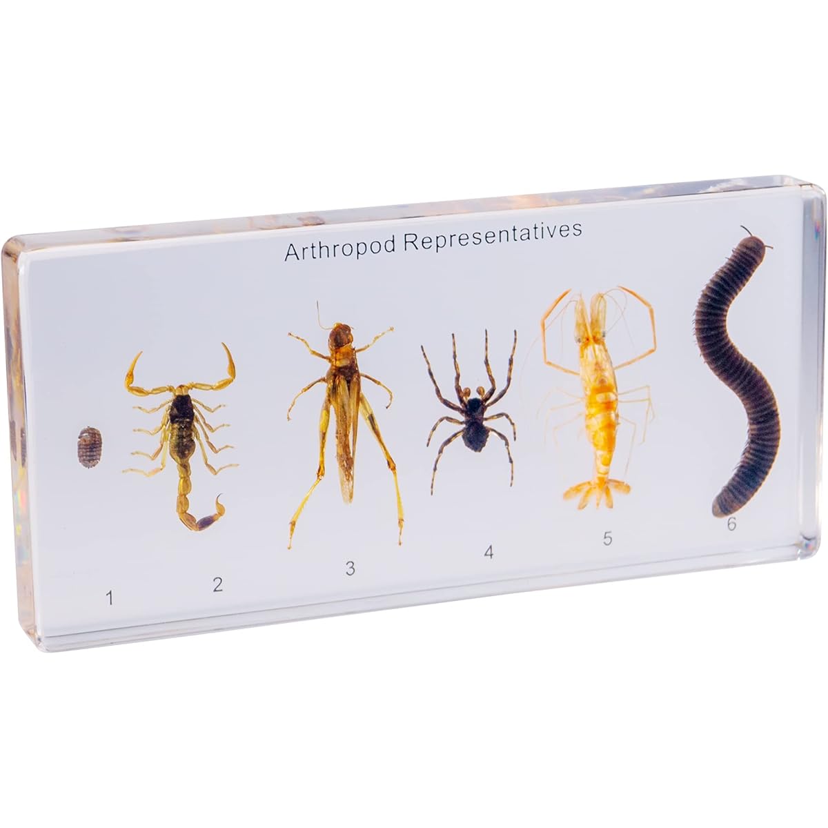 Resin Insect Specimen Set Science Toy for Ages 3-12 (Arthropods)