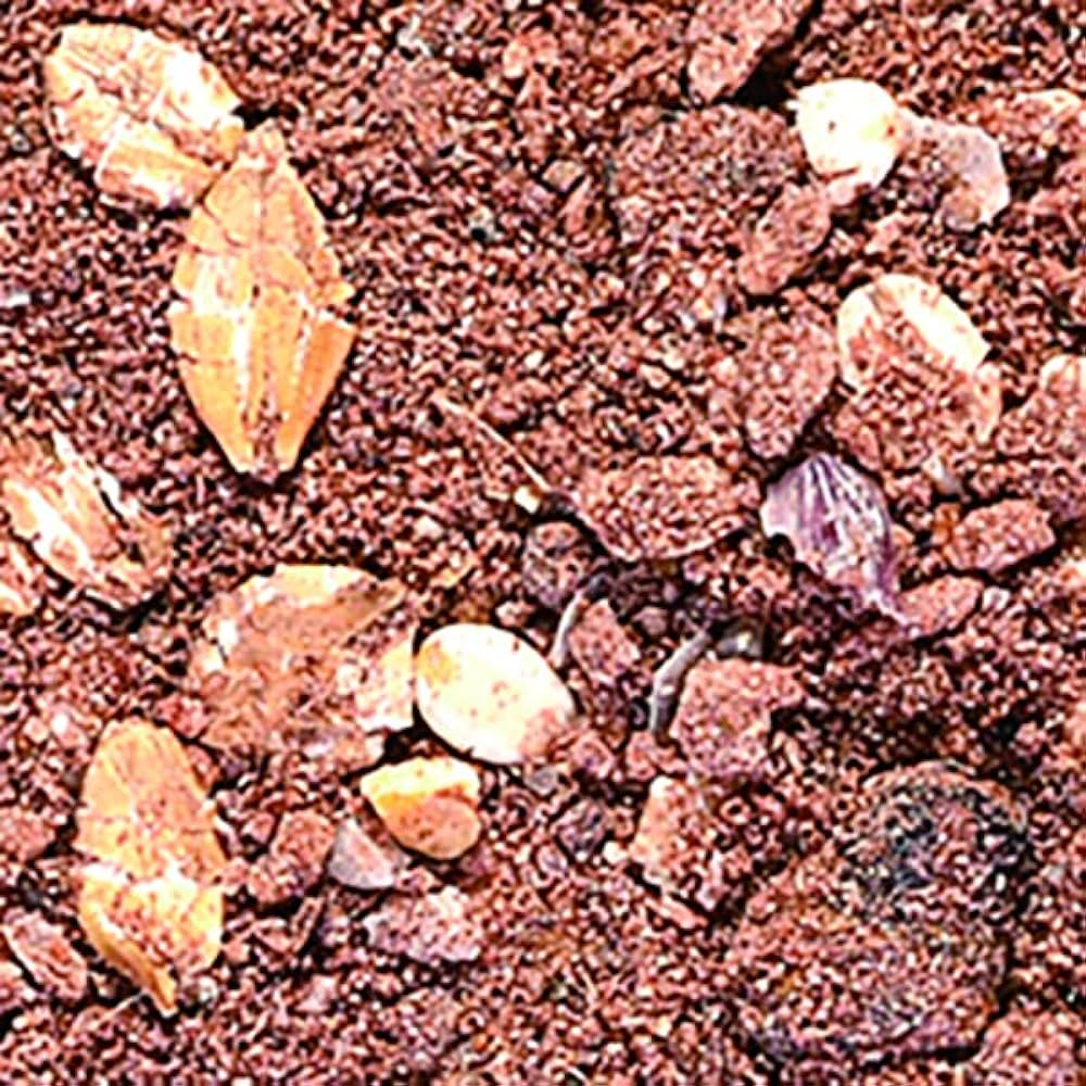Hirokyu Super Blend Conqueror Chinu 10 pieces