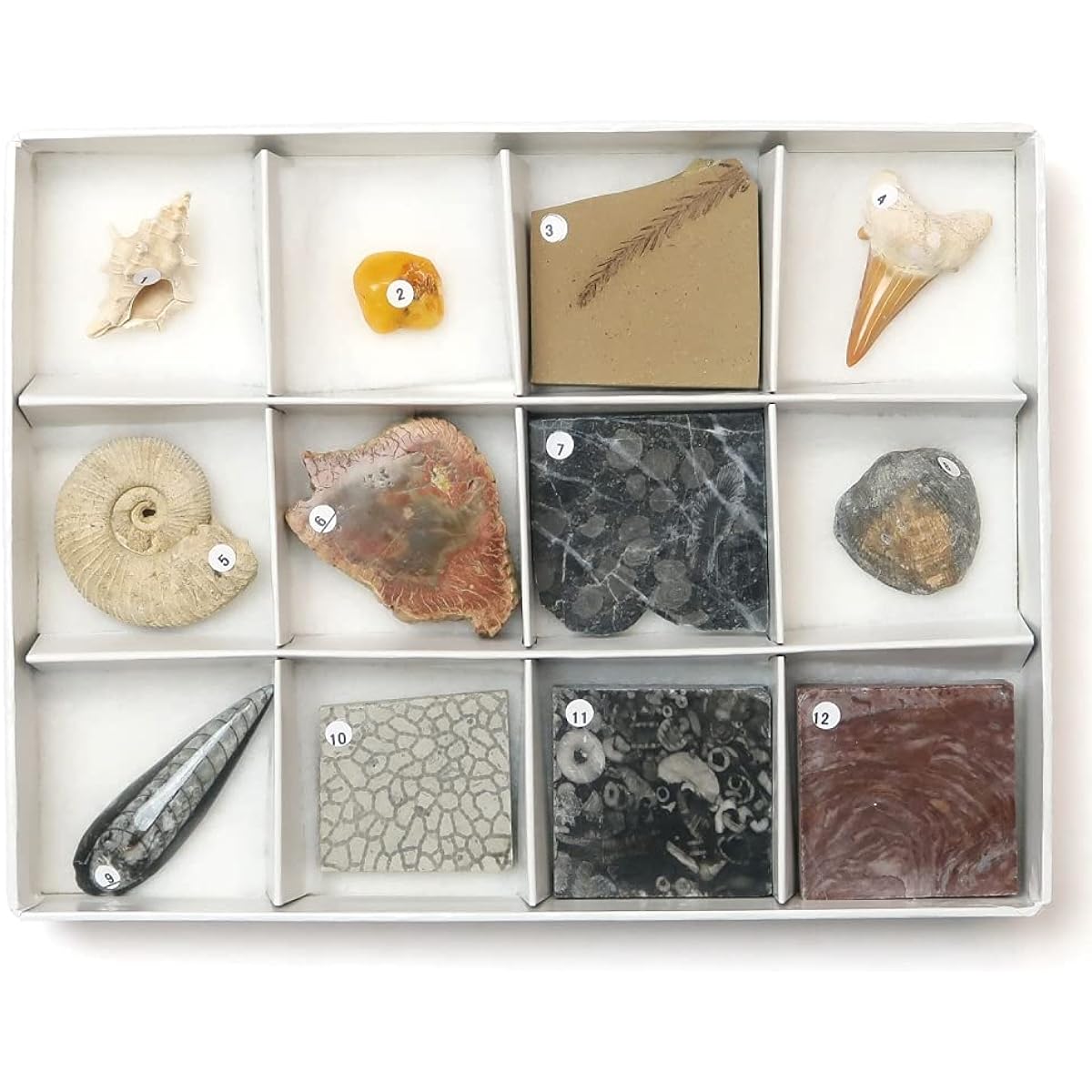 12 new fossil specimens