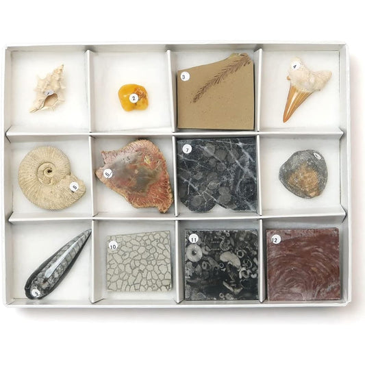 12 new fossil specimens
