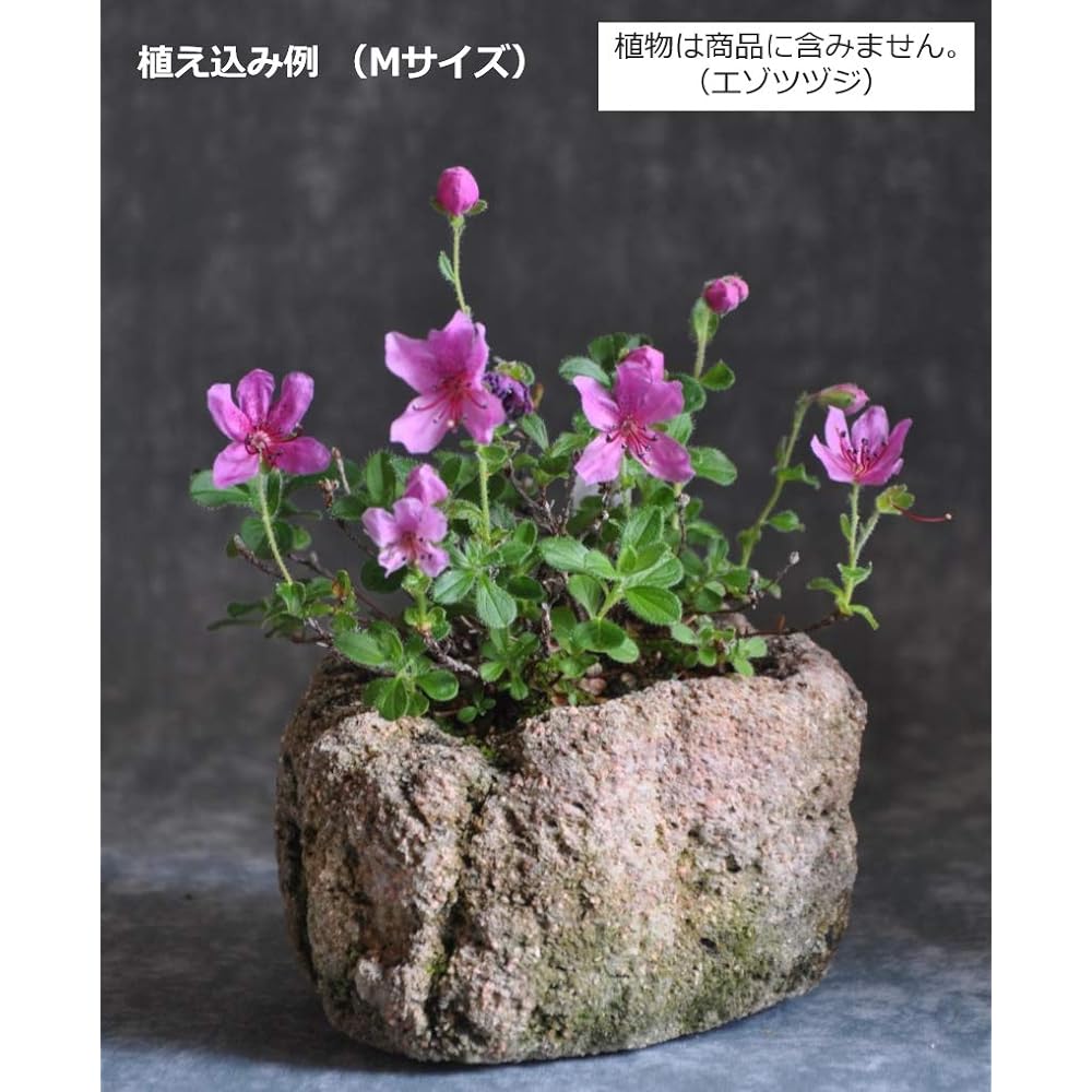 Kobohayachine Anti-Fire Stone (Pumice) Pot M Size - Set of 2 for Cultivating Wildflowers, Bonsai, and Succulents