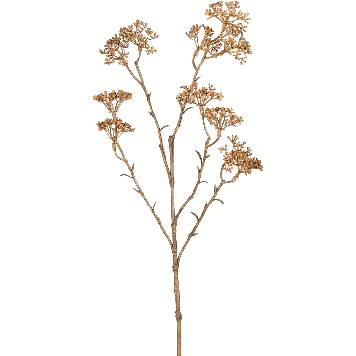 Vickerman Patrinia Spray Everyday Greenery 25" Beige