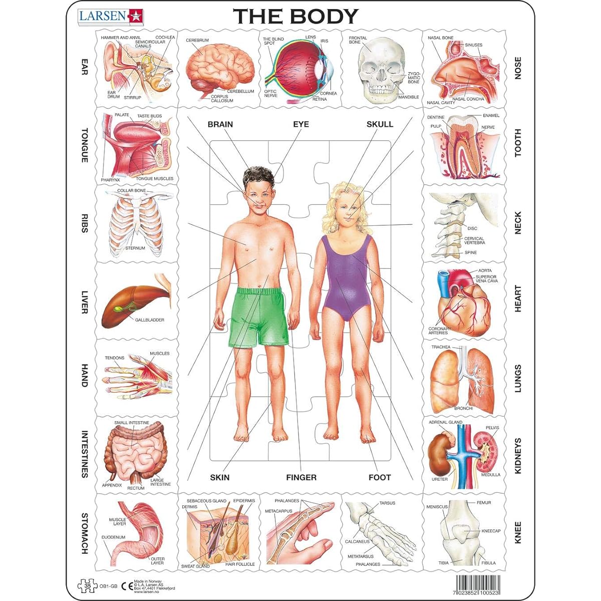 Larsen Puzzles The Body Children's Educational Jigsaw Puzzle - 35 Piece Tray & Frame Style Puzzle - Unique Premium Handmade Puzzle - Imported from Norway