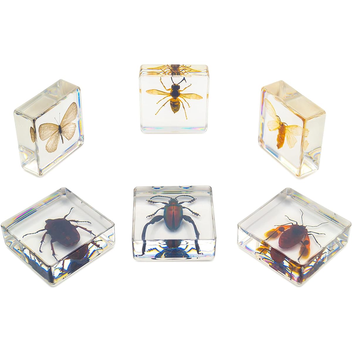 EJLIFEBOX Resin Insect Specimen Set Butterfly Jewel Frog Beetle Silk Moss Chafer Rainbow Bug Hornet Science Education Toys for Kids Set of 6