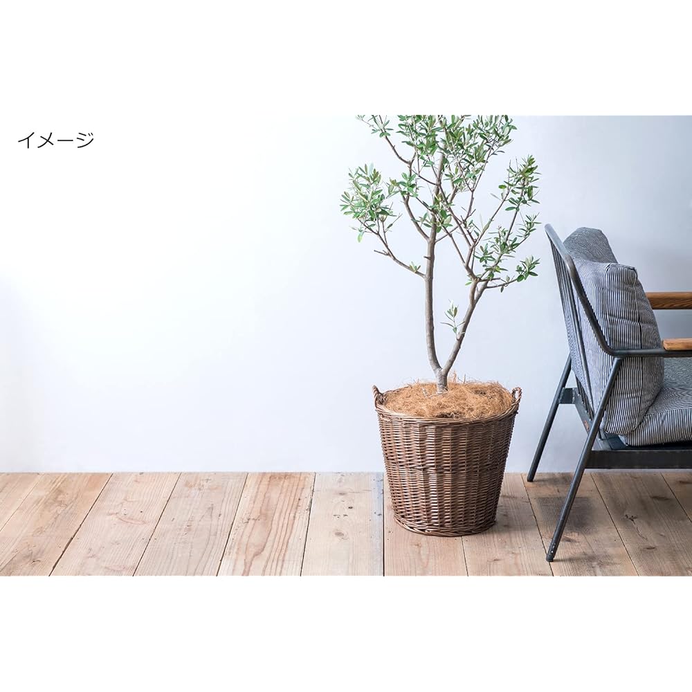 Posh Living Pot Cover Wicker Pot Cover for Size 10 Pot Natural 11676