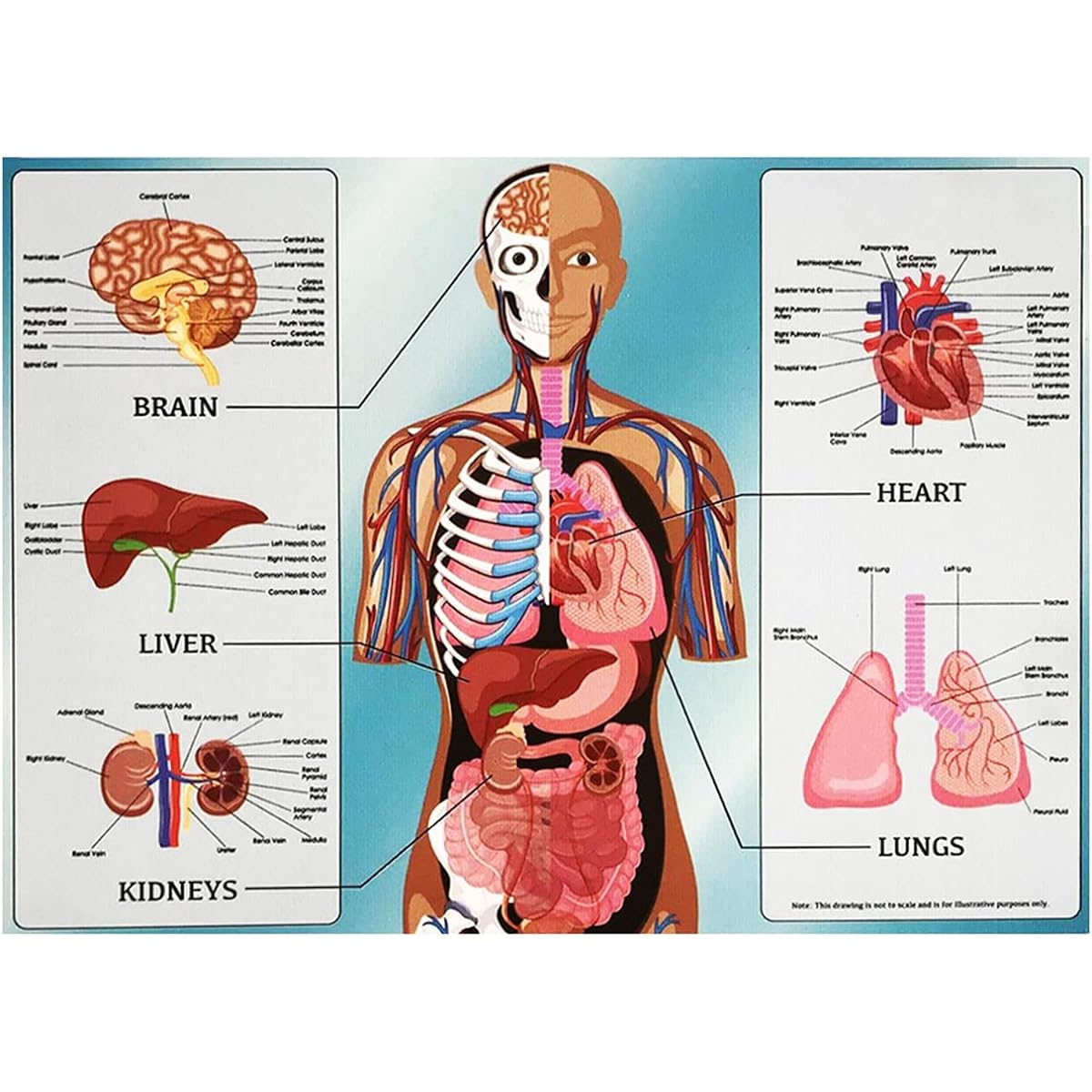 Human Organs 1000 Piece Puzzle for Adults & Kids | 27 x 20 Inch Jigsaw Puzzle Game Extra Thick Easy Fit | Made from Recycled Paper | Includes Bonus Poster