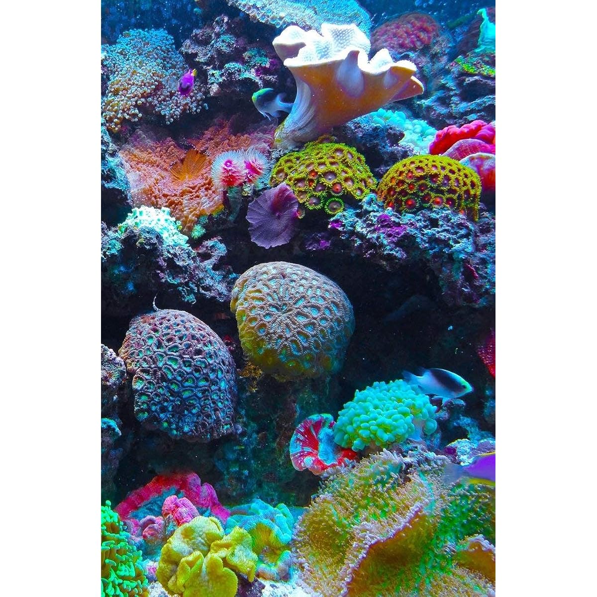 Nautilus Puzzles Wooden Jigsaw Puzzle Coral Reef 51 Unique Wooden Pieces Made in the USA
