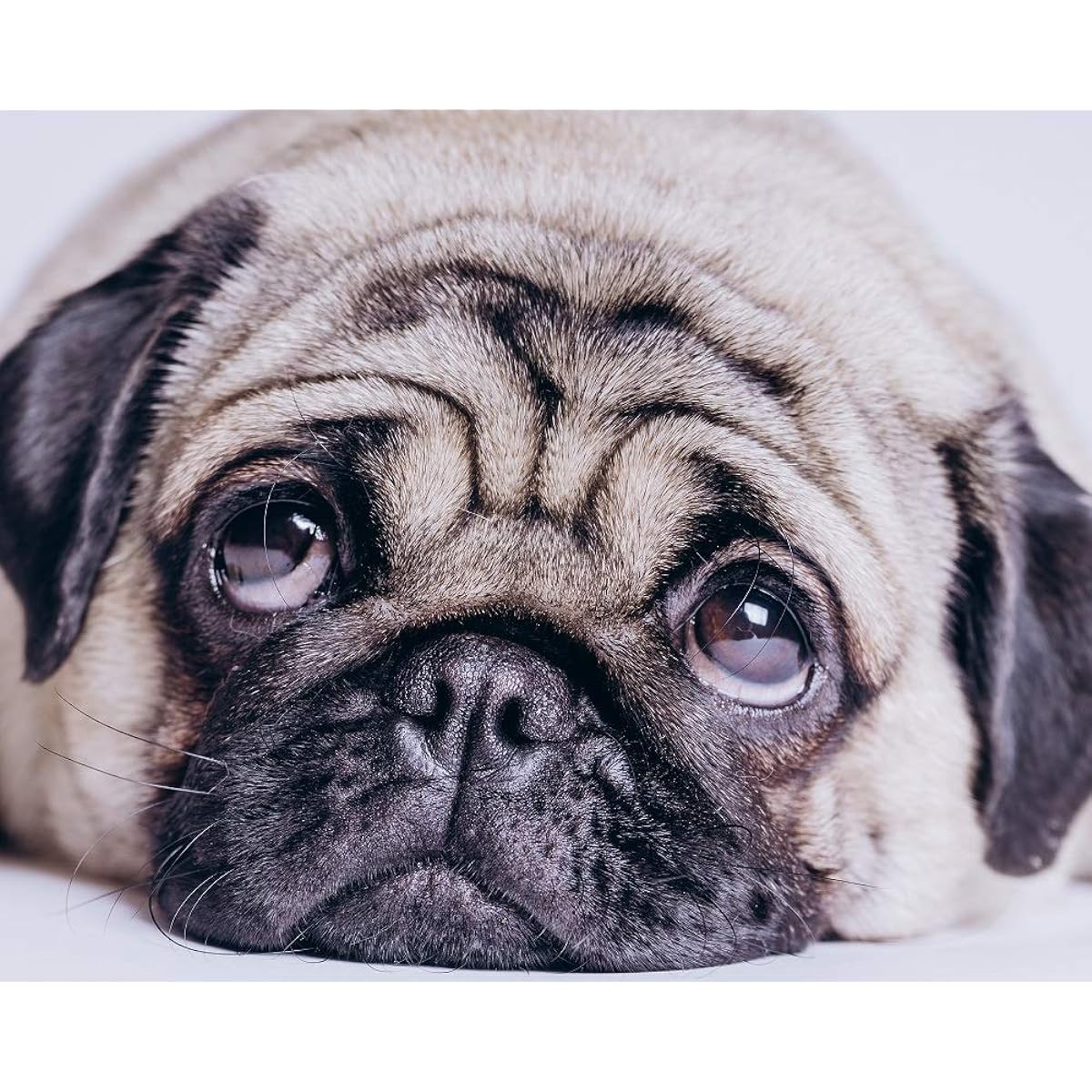 CVPuzzles Mr. Pug 504 Piece Jigsaw Puzzle, 16" x 20"