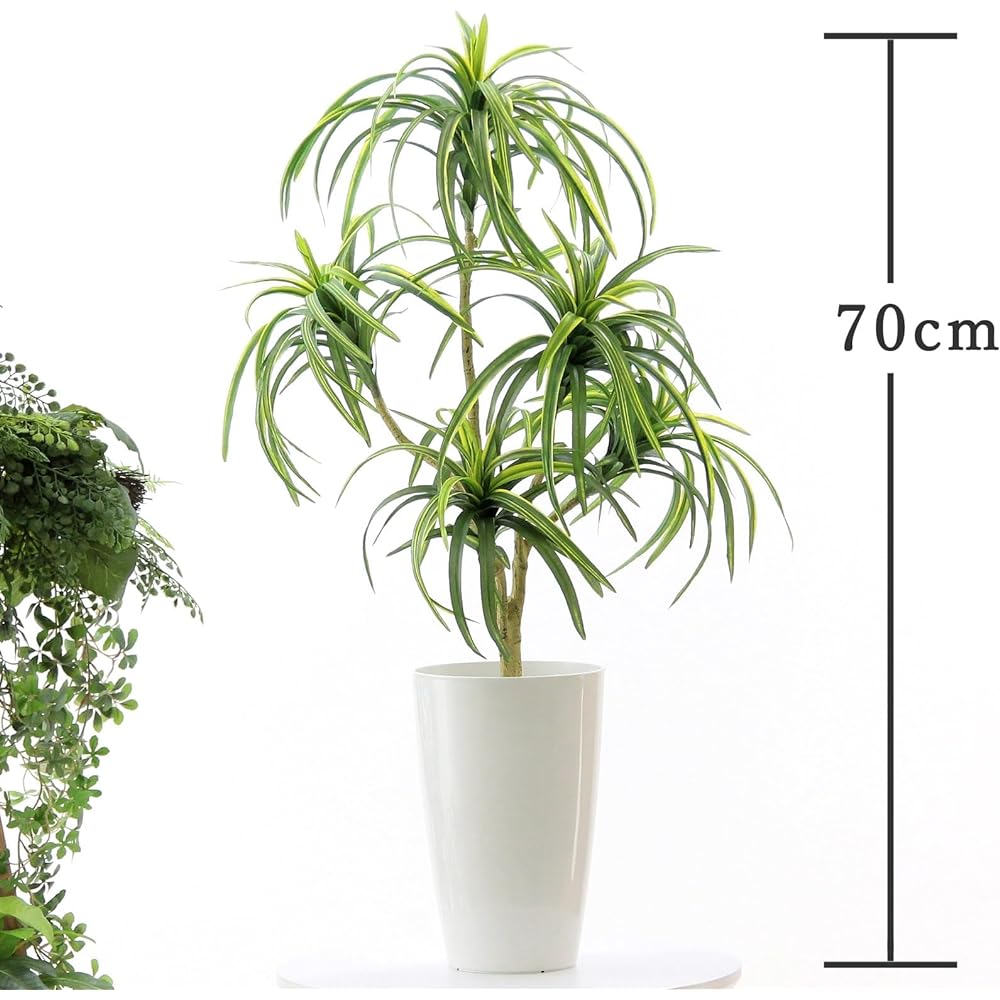 Official | Artificial Flowers.com Premium Photocatalyst Fake Green "Dracaena concinna 5 branches Height 70-80cm Width 40cm Depth 50cm" [With white round pot] 80582