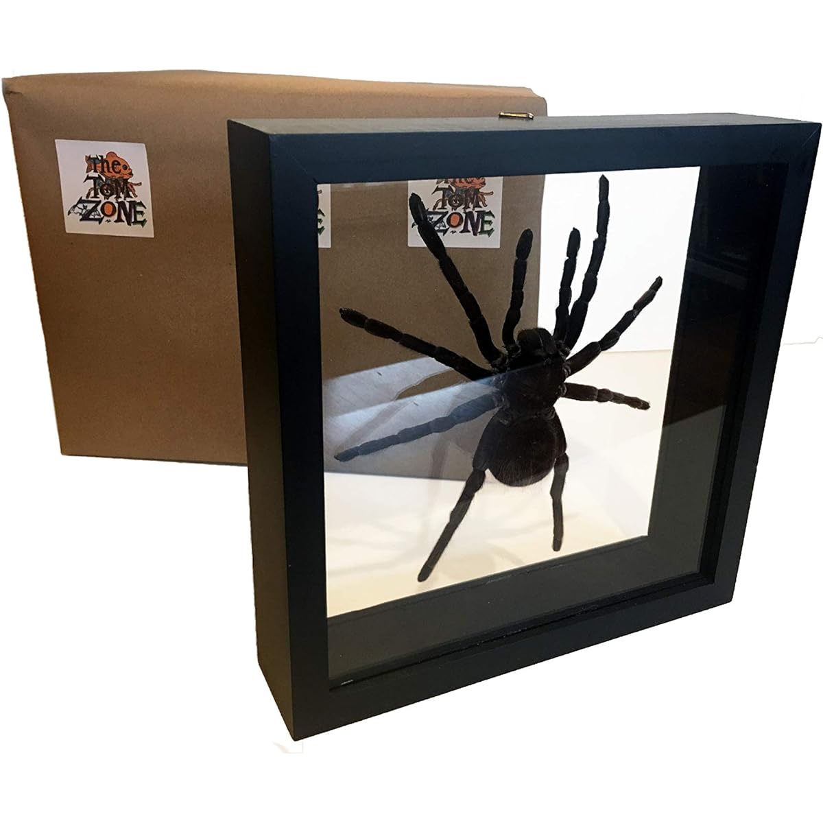 THE TOM ZONE Giant Taxidermy Tarantula Under Glass.Beautiful and Scary.Museum Quality.Stuffed Spider is LASIODORIDES STRIATUS..For Classroom, Office, Study (Black Frame)