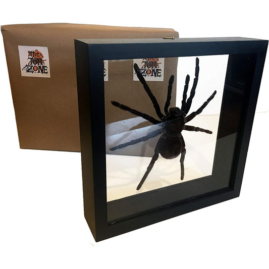 THE TOM ZONE Giant Taxidermy Tarantula Under Glass.Beautiful and Scary.Museum Quality.Stuffed Spider is LASIODORIDES STRIATUS..For Classroom, Office, Study (Black Frame)