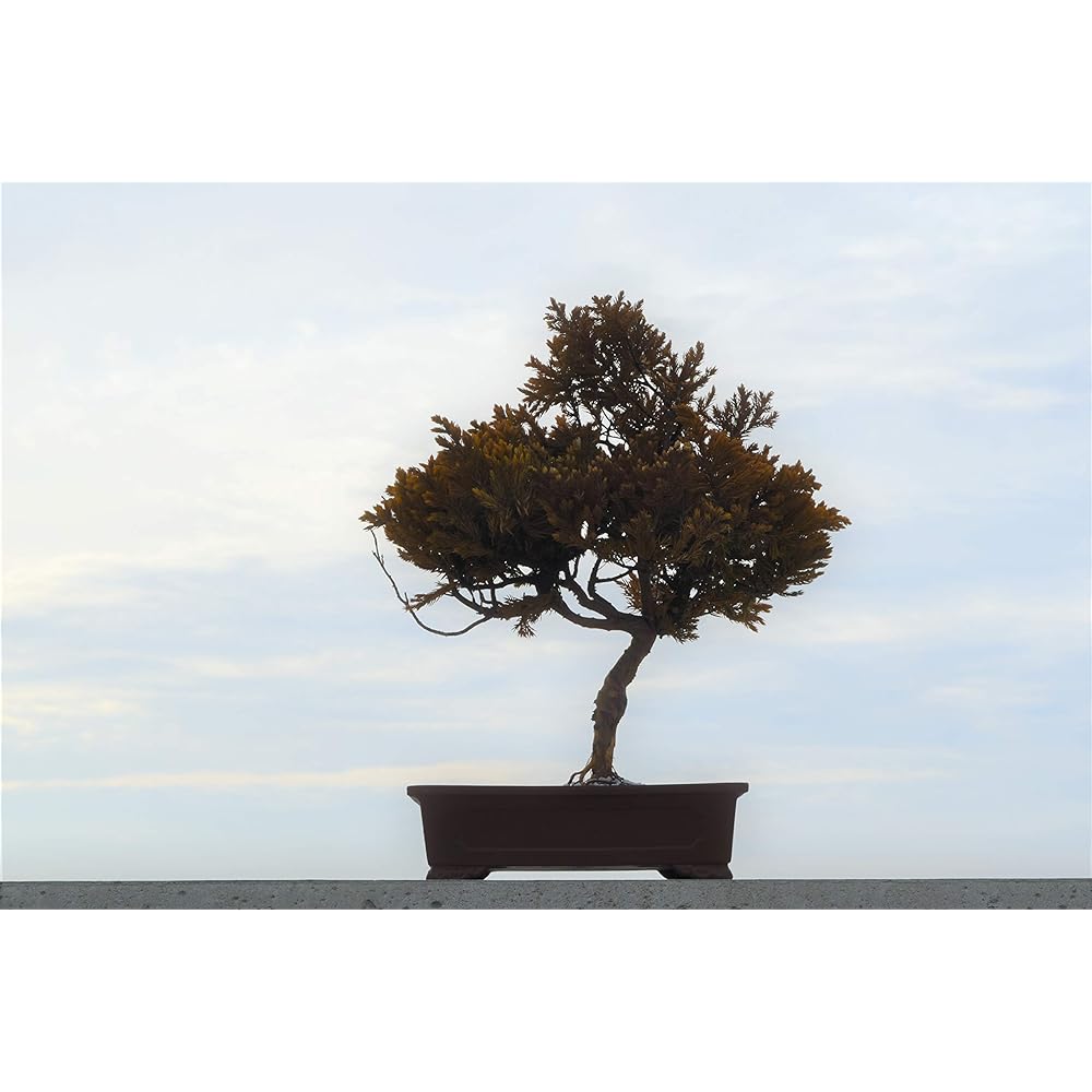 General Incorporated Association World Dry Bonsai Association Bonsai, Dry Bonsai, Dry Bonsai, DRY BONSAI Dry Bonsai/Bonsai Pot White Sand Hardened 4582522520083 Interior Object Gift Yellow Body: Depth 23cm Body: Height 35cm Body: Width 30cm