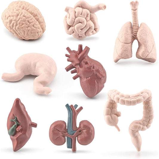 8 Pieces Mini Human Body Organs Set Mini Human Model for Kids Mini Body Parts Set 3D Human Anatomy Model Anatomy and Physiology Learning Tools Student Science Learning Kit for Kids Learning Class