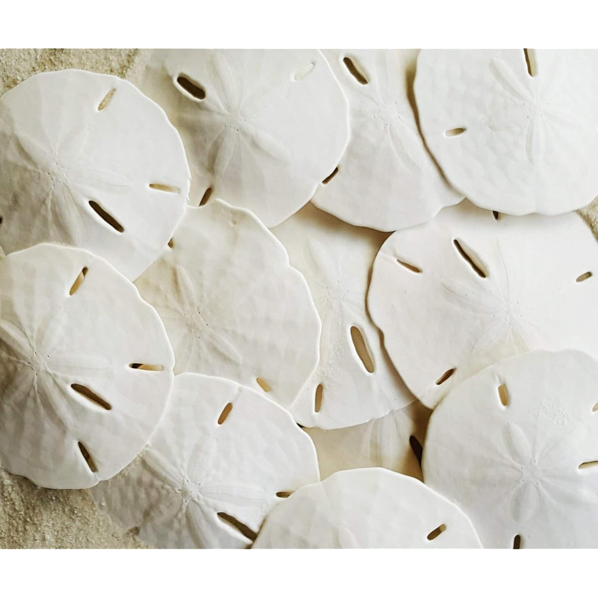Tumbler Home Certified - Set of 12 Octopus Sleeping Dollars 2.5"-3" - Wedding Seashell Crafts - Hand Selected and Professionally Packaged