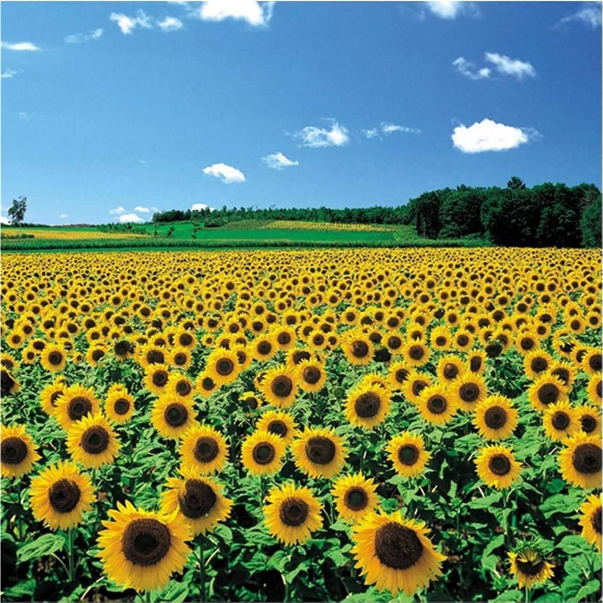 CHAMBERART 500 Piece Premium Jigsaw Puzzle Sunflower Field A-5091