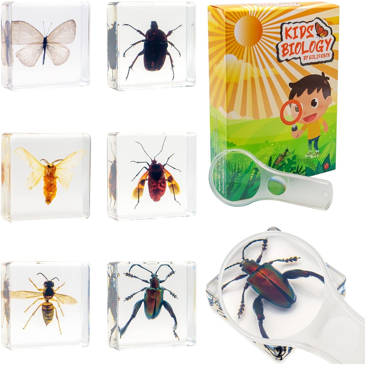 EJLIFEBOX Resin Insect Specimen Set Butterfly Jewel Frog Beetle Silk Moss Chafer Rainbow Bug Hornet Science Education Toys for Kids Set of 6