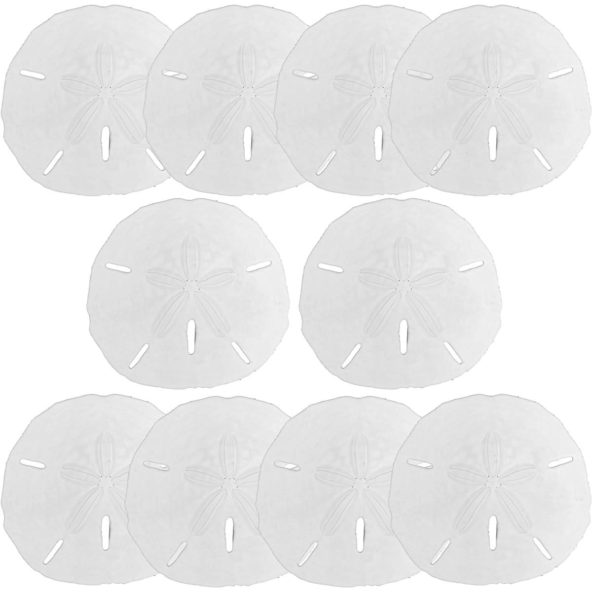 Ocean Decor Sand Dollar Set Large 3.5-4 Inch - Pack of 10 Packed with Love Beach Decor Decoration Display Craft DIY Project Coastal Christmas Tree Sand Dollar Ornament Beach Wedding Decor