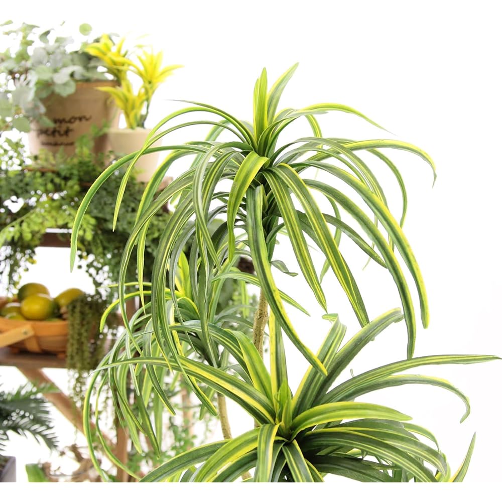 Official | Artificial Flowers.com Premium Photocatalyst Fake Green "Dracaena concinna 5 branches Height 70-80cm Width 40cm Depth 50cm" [With white round pot] 80582