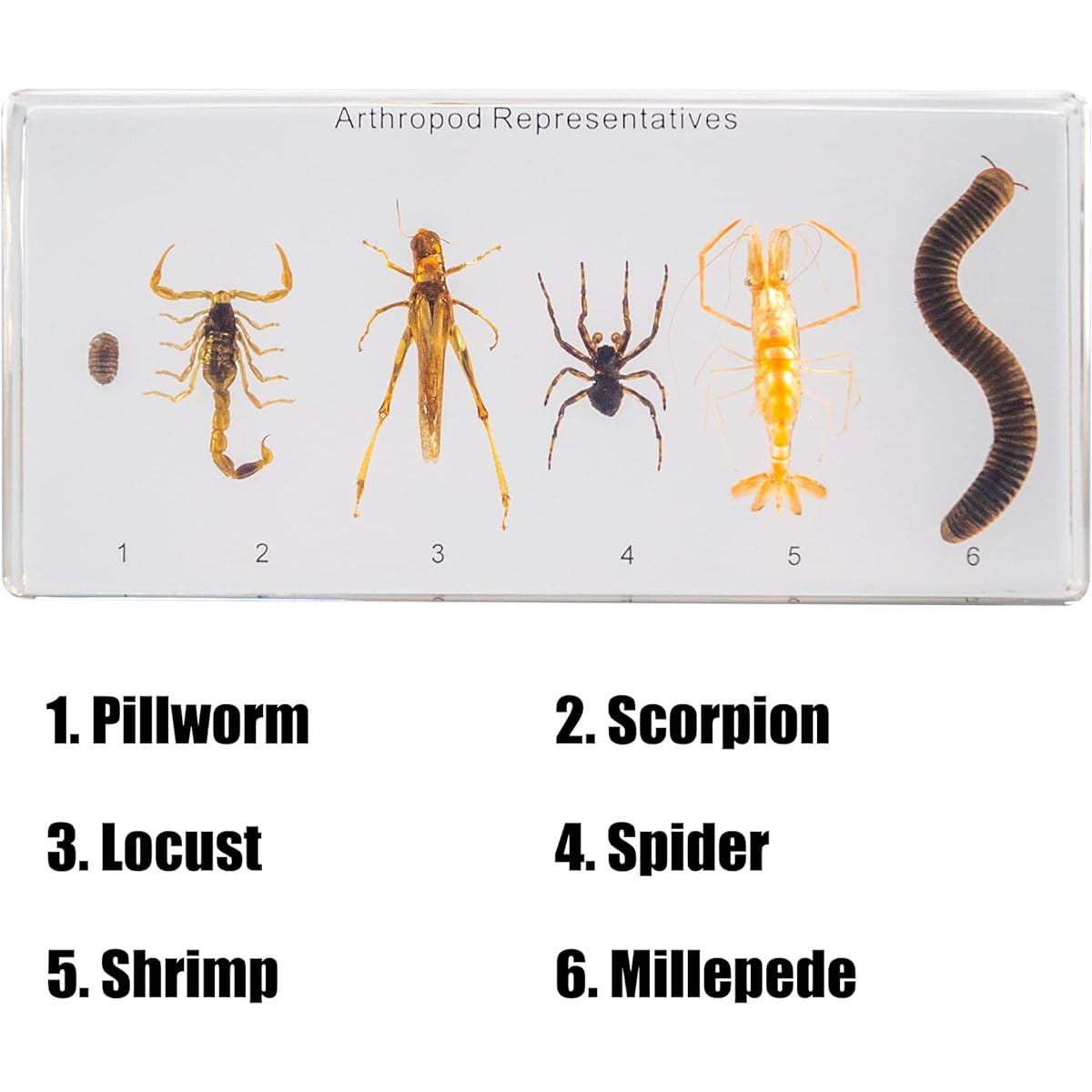 Resin Insect Specimen Set Science Toy for Ages 3-12 (Arthropods)