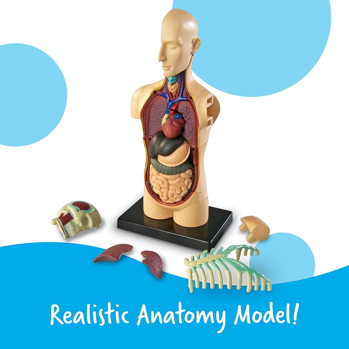 Learning Resources Anatomy Model Human Body