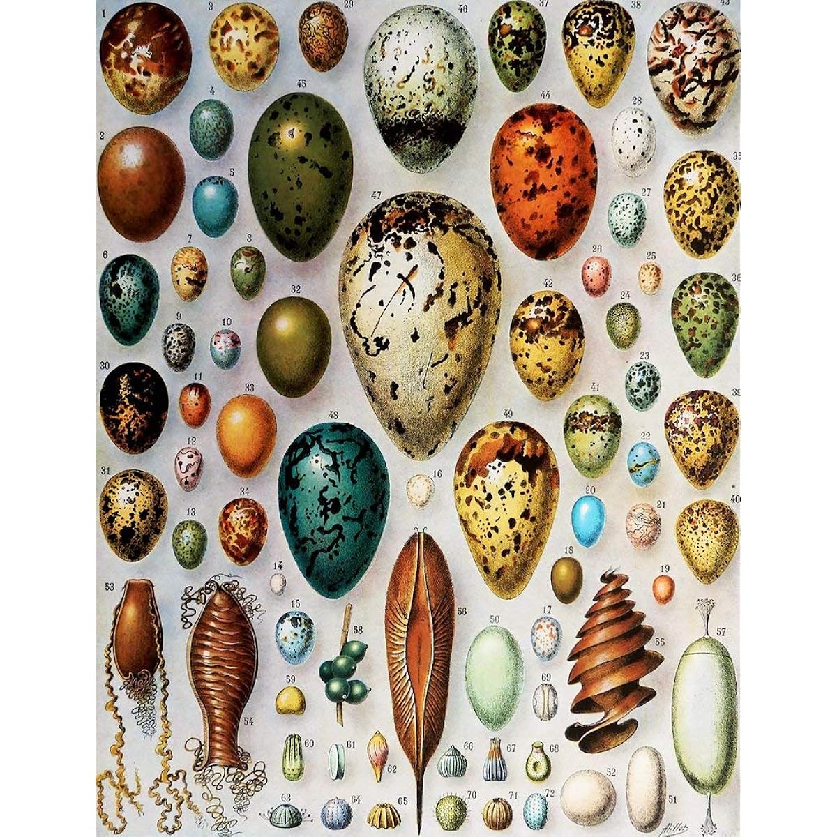 Nautilus Puzzles Adult Wooden Puzzle Bird's Egg - 258 Unique Wooden Pieces