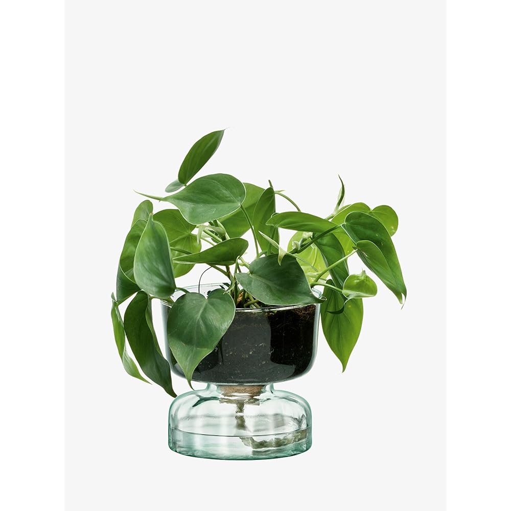 LSA Flower Vase Clear W14.5xD14.5xH13cm LSA LCQ15, G1579-13-161