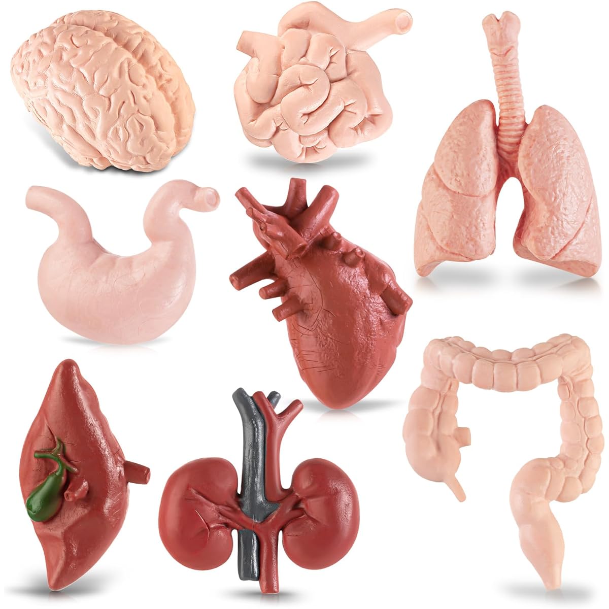 Mini Human Body Model for Kids 8 Piece Body Parts Set Anatomy Toy 3D Anatomy and Physiology Learning Tool for Student Class Learning