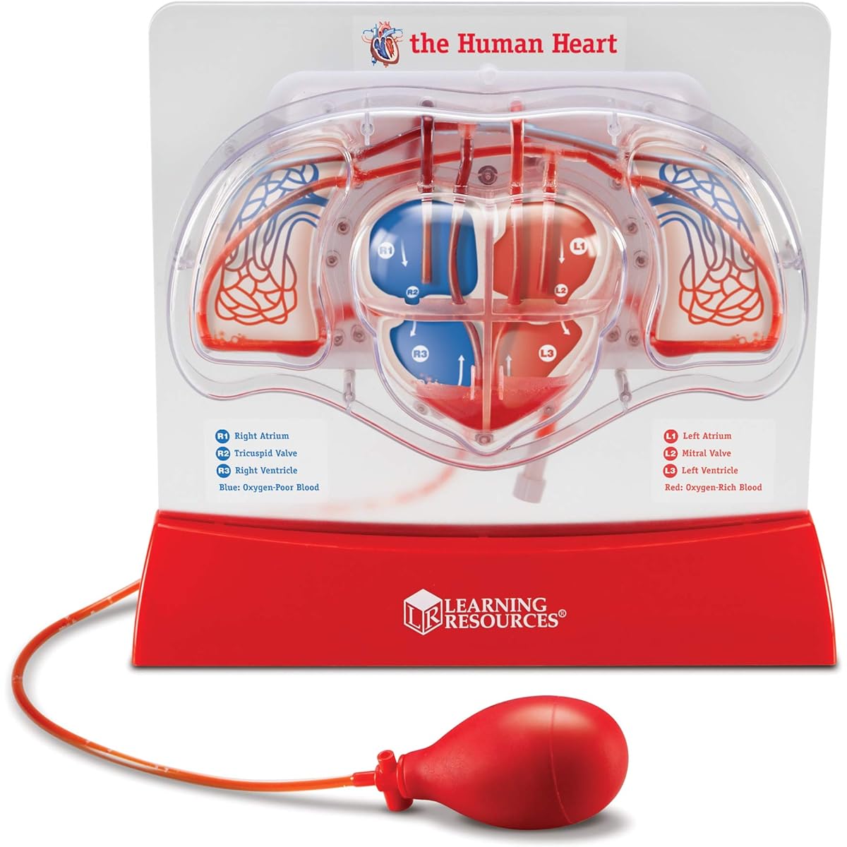 Educational Resources LER3535 Pumping Heart Model