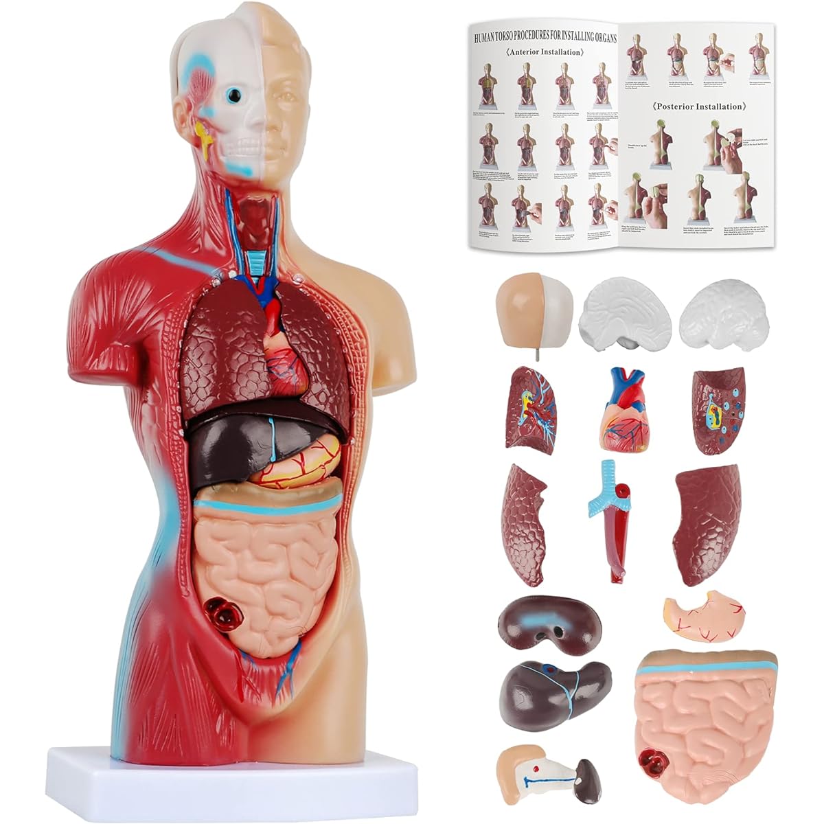 Fineera 2023 Newest Human Body Model for Kids, 15 Pieces Detachable 11 Inch Human Torso Anatomy Model with Heart Skull Brain Skeleton Model for Preschool School Medical Education Display, Ages 4+
