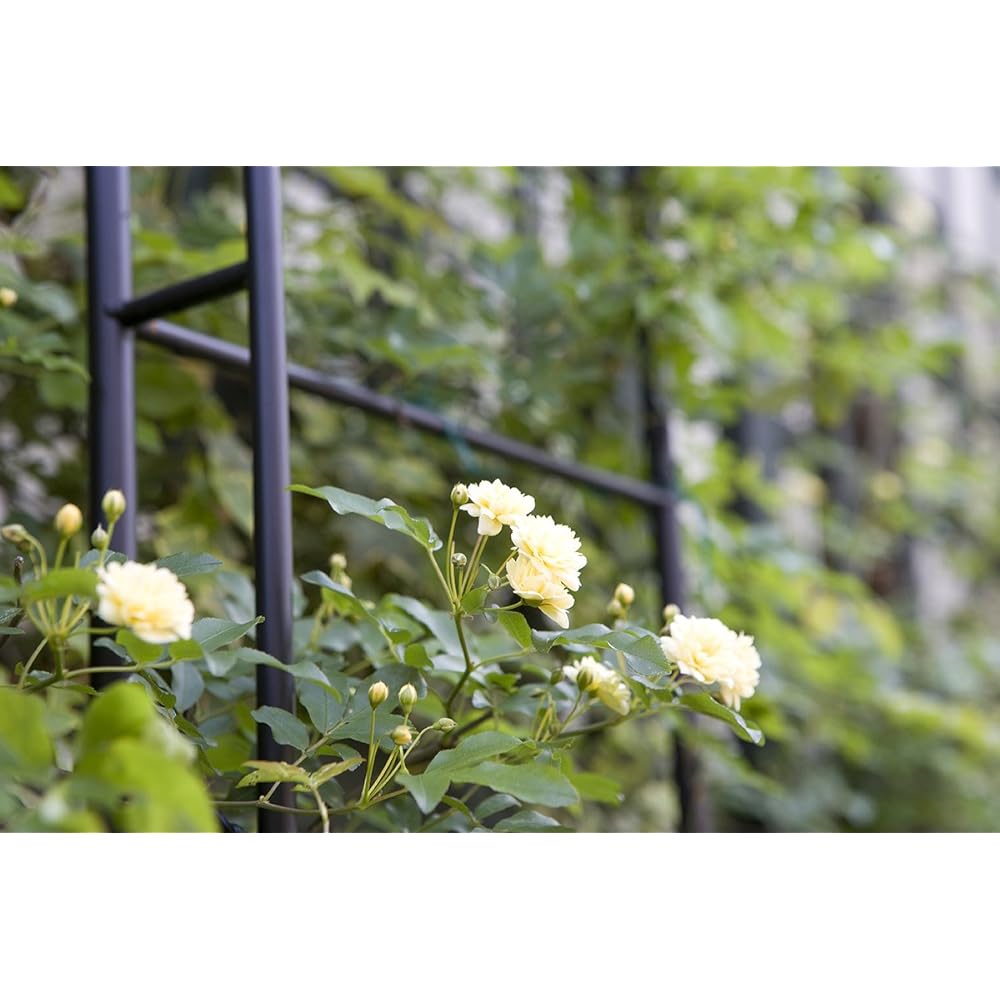 Takasho Rose Arch GSTR-AR01 Width 131cm x Depth 40cm x Height 250cm