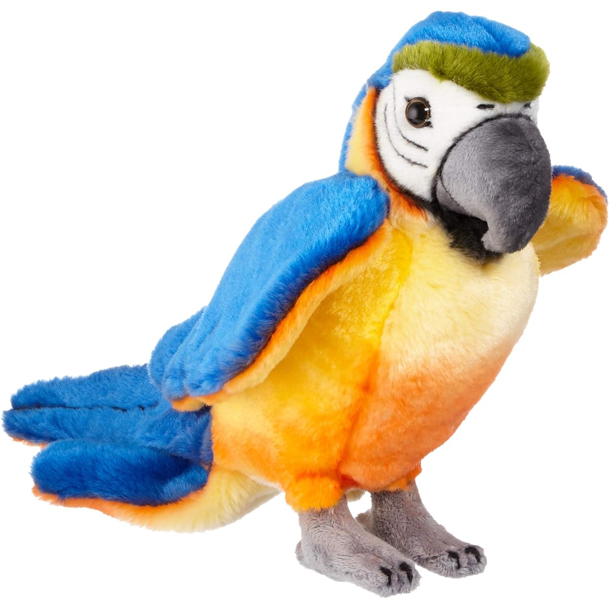 Parrot Lori Blue Yellow 26