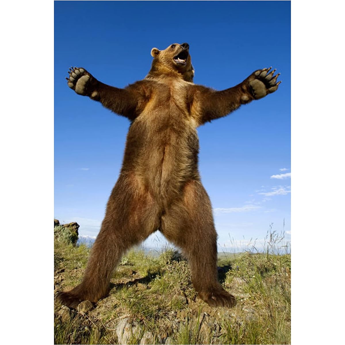 Hallmark Shoebox Birthday Card (Bear Hug)