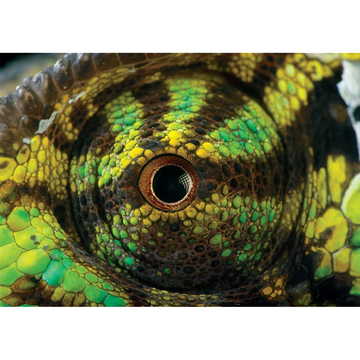 Buffalo Games - Chameleon Eye - 500 Piece Jigsaw Puzzle