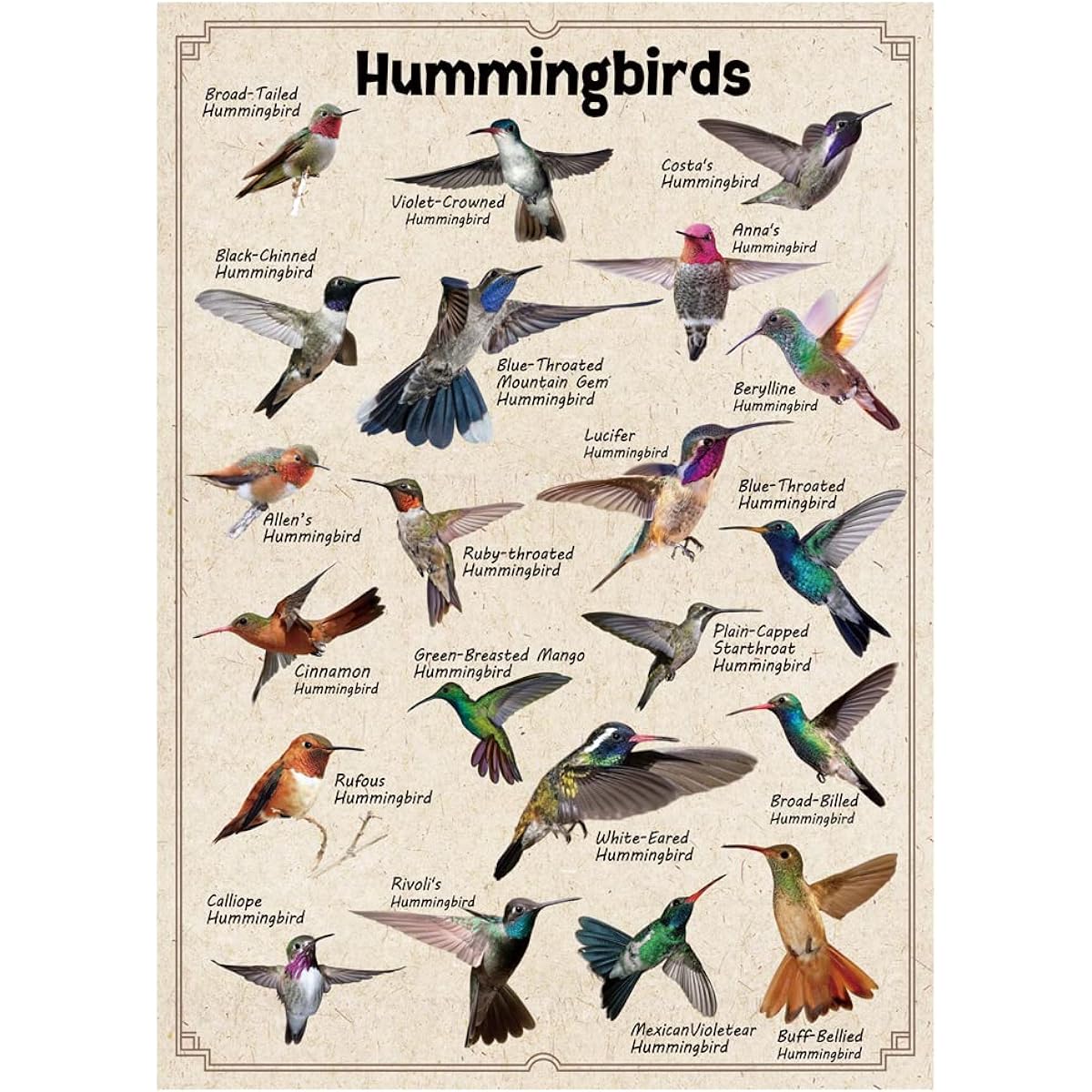 Hummingbird Puzzle for Adults - Over 1000 Pieces - Bird Puzzle Collecting 21 North American Hummingbirds - Bird Themed Jigsaw Puzzle - Great Gift for Bird Lovers