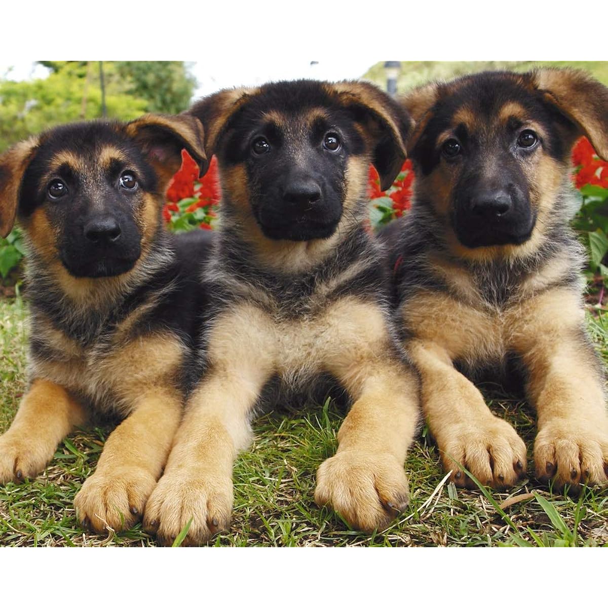 German Shepherd Puppy 504 Piece Jigsaw Puzzle 16" x 20"