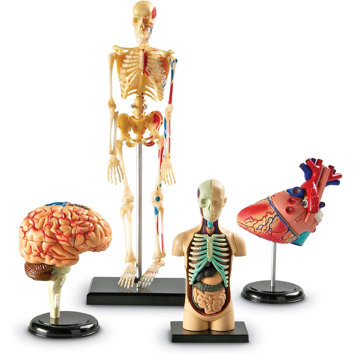 [Learning Resources]Learning Resources Anatomy Models Bundle Set LER3338 [Parallel Import]