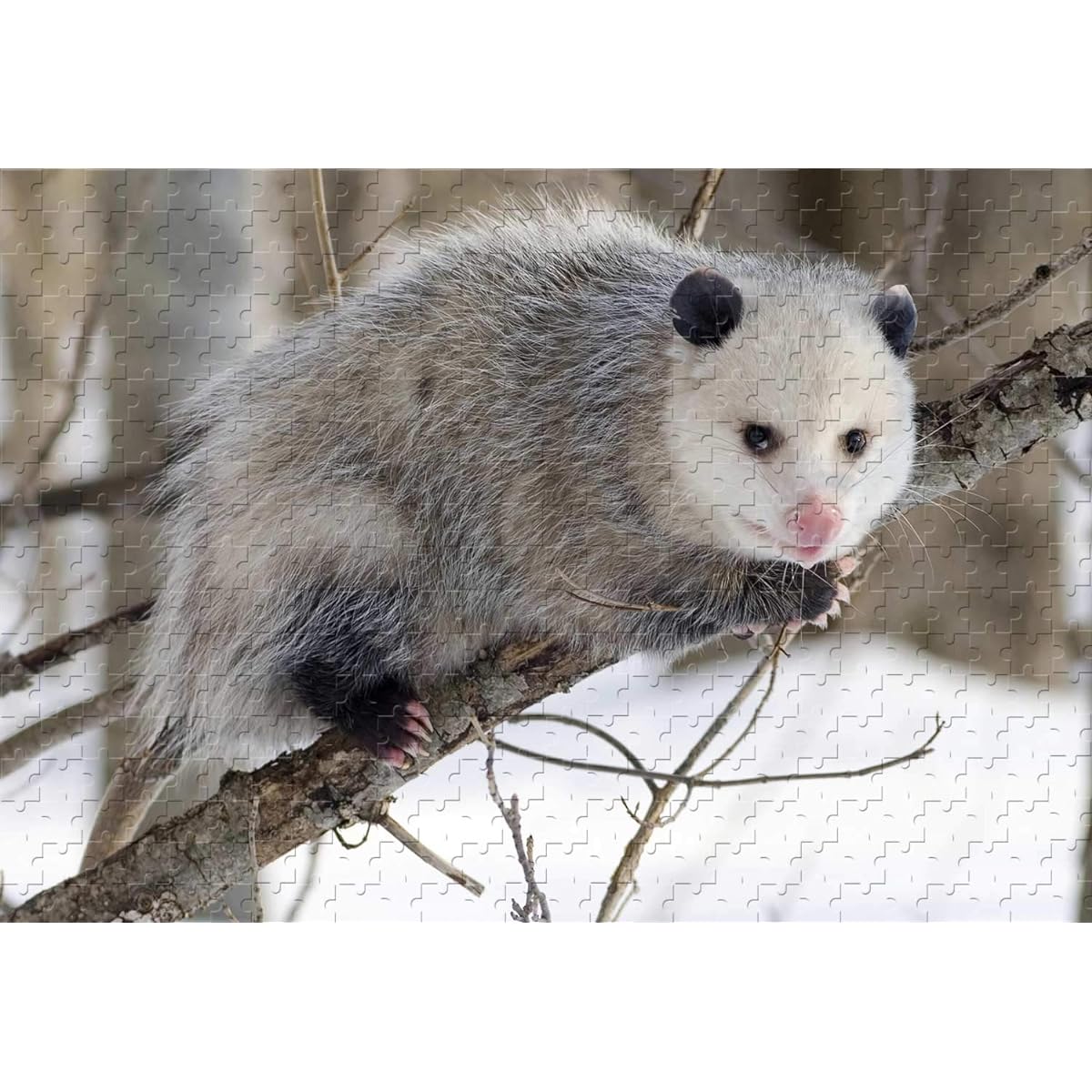 Animal Opossum 1000 Piece Jigsaw Puzzle 29.5x19.6ft Wooden Puzzle