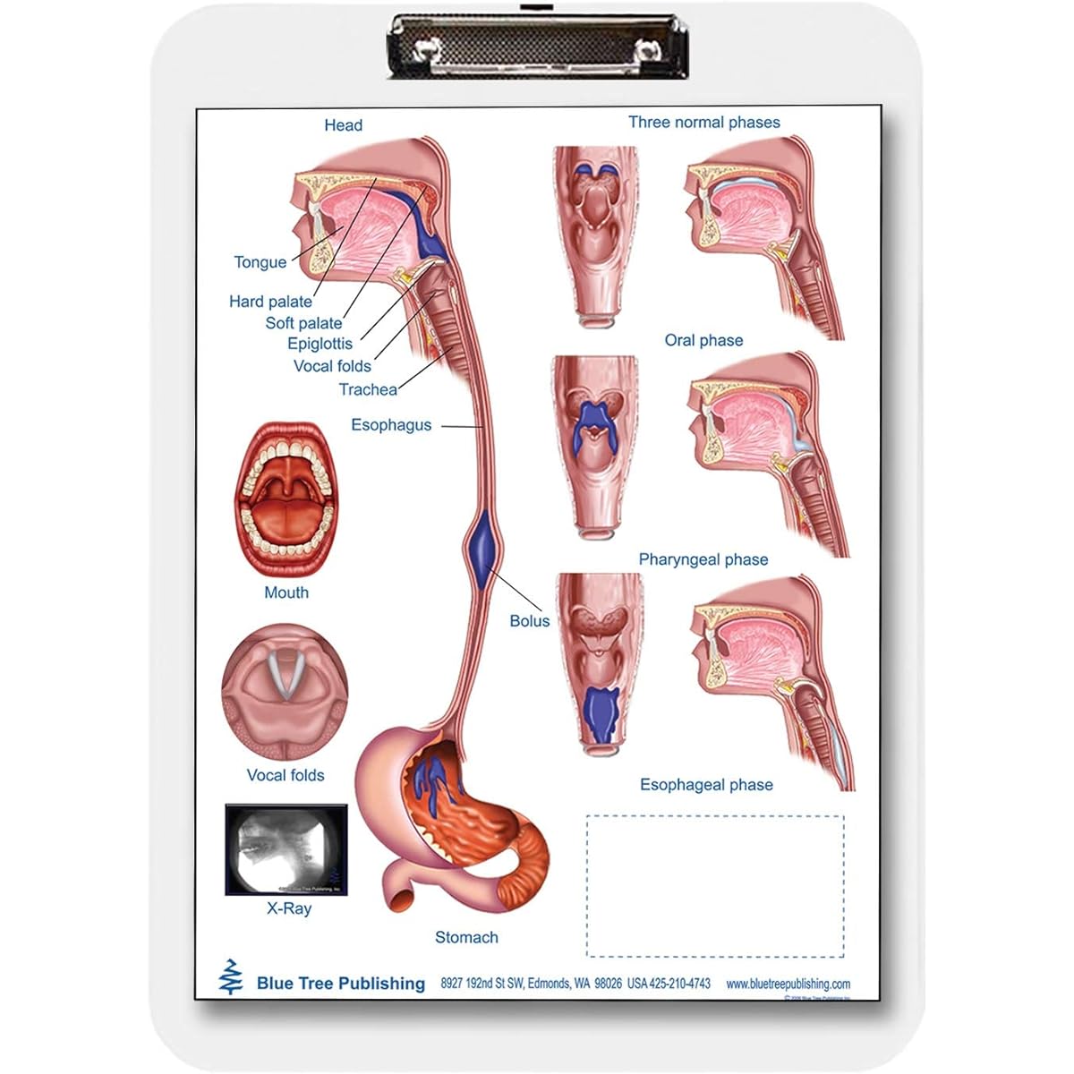 Anatomy Poster SLP 444400025 1