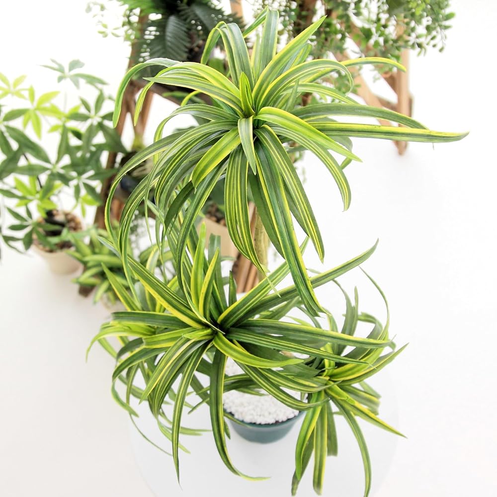 Official | Artificial Flowers.com Premium Photocatalyst Fake Green "Dracaena concinna 5 branches Height 70-80cm Width 40cm Depth 50cm" [With white round pot] 80582