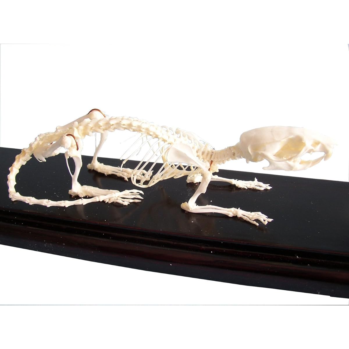 C & A Scientific 51012 Rat Skeleton on Finished Wooden Base with Transparent Cover