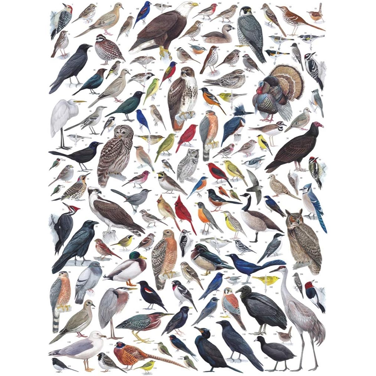 New York Puzzle Company - Cornell Lab Birds of Eastern/Central North America - 1000 Piece Jigsaw Puzzle