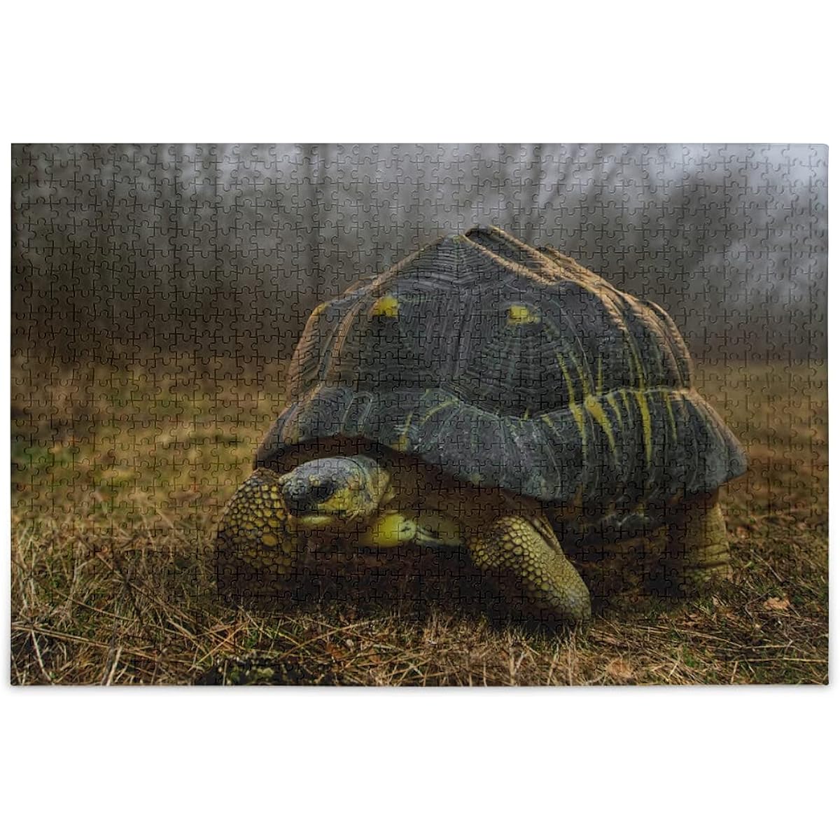 Hermann's Tortoise Jigsaw Puzzle 1000 Pieces for Adults Teens Turtles Wildlife DIY Wall Art Intellectual Decompression Educational Fun Game