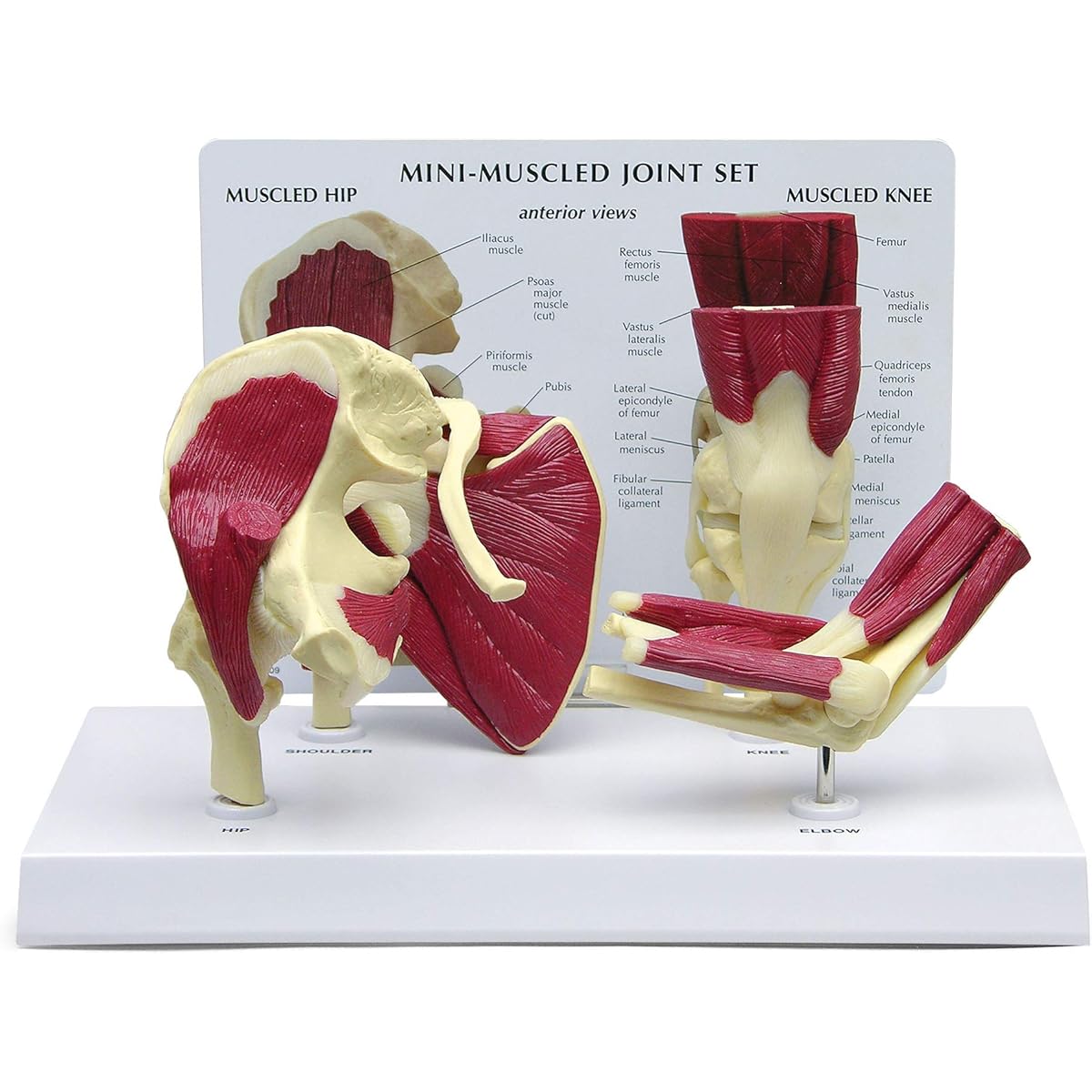 Miniature Hip/Shoulder/Knee/Elbow Joint Model Set | Human Anatomy Replica Set Hip/Shoulder/Knee/Elbow Joints Doctor/Office Educational Tool | GPI Anatomy