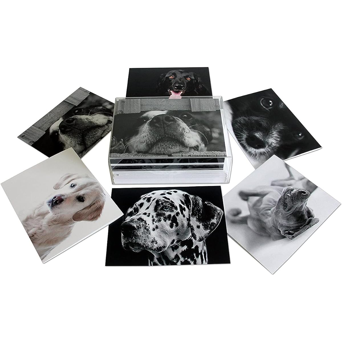 Small World Greetings Dog Greeting Cards - Blank Inside with Envelopes - 6 Unique Designs - Size A2 (5.5"x4.25") - Pack of 12