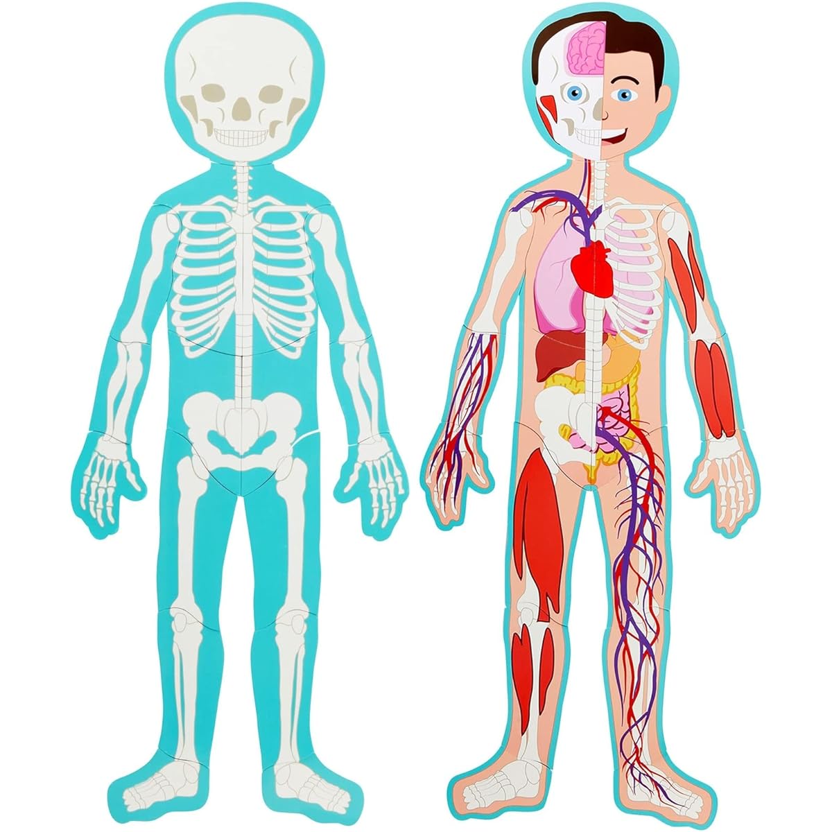 Blue Panda Magnetic Human Body Puzzle Double Sided 3' Tall 17 Piece