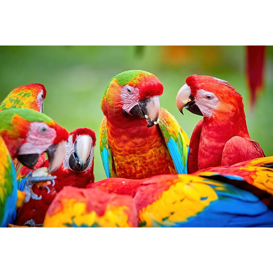 1000 Piece Birds Puzzle Nature 19 x 27 Inch HD Quality Photo Puzzle I Sturdy 2mm Puzzle Pieces, Every Piece is Unique I Rainforest Macaw Parrot Wildlife Jigsaw Puzzle | Challenging (Parrot)